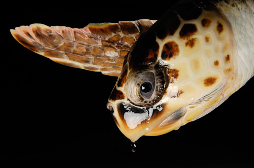 
A federally endangered Atlantic loggerhead turtle (Caretta caretta) at Riverbanks Zoo in Columbia, S.C.www.joelsartore.com
